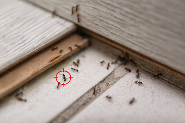 Bird Control in Nashotah, WI