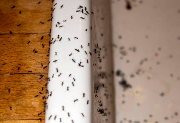 Best Affordable Pest Control Services  in Nashotah, WI