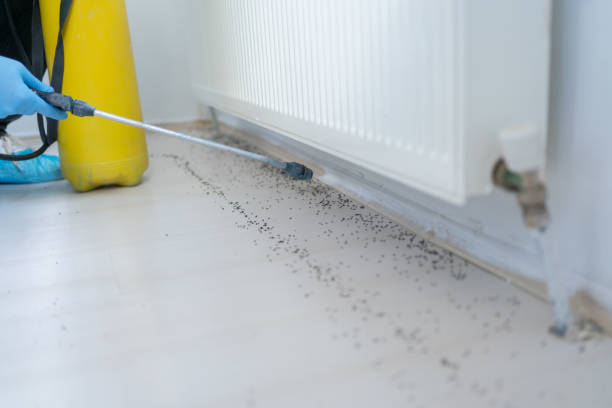 Best Ant Control Services  in Nashotah, WI